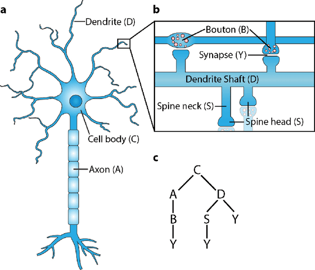 Figure 3 for SANTIAGO: Spine Association for Neuron Topology Improvement and Graph Optimization