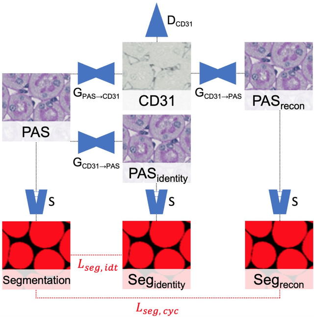 Figure 3 for Improving Unsupervised Stain-To-Stain Translation using Self-Supervision and Meta-Learning