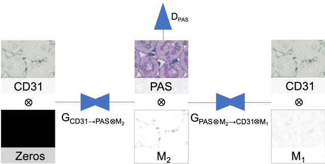 Figure 4 for Improving Unsupervised Stain-To-Stain Translation using Self-Supervision and Meta-Learning