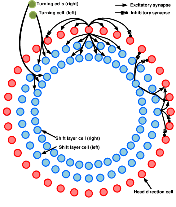Figure 1 for Towards Cognitive Navigation: Design and Implementation of a Biologically Inspired Head Direction Cell Network