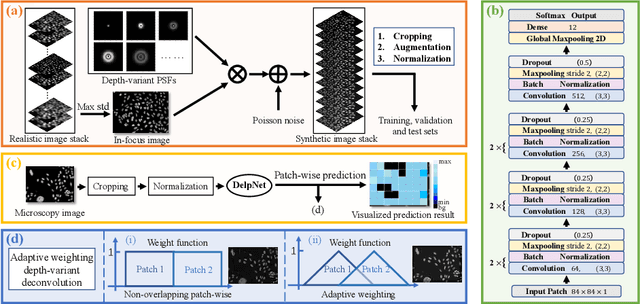 Figure 3 for Adaptive Weighting Depth-variant Deconvolution of Fluorescence Microscopy Images with Convolutional Neural Network