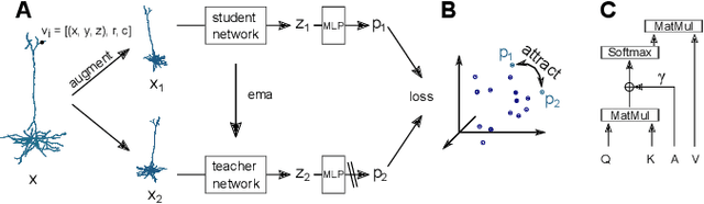 Figure 1 for Self-supervised Representation Learning of Neuronal Morphologies