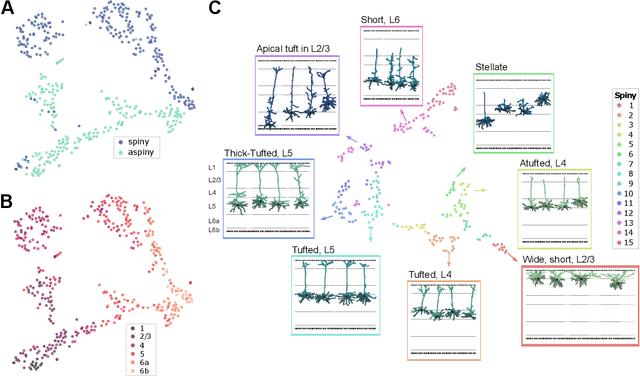 Figure 3 for Self-supervised Representation Learning of Neuronal Morphologies