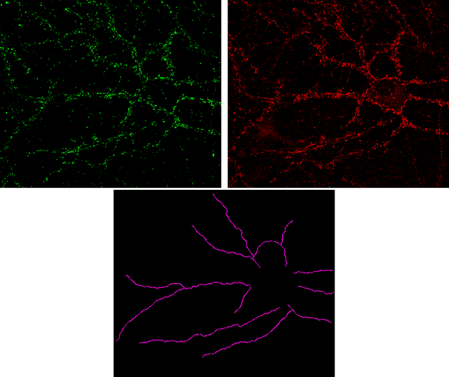Figure 1 for SynapCountJ --- a Tool for Analyzing Synaptic Densities in Neurons