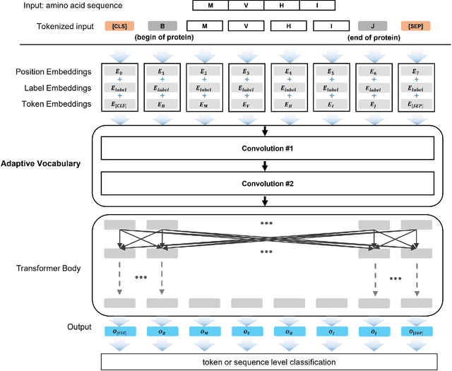 Figure 1 for MutFormer: A context-dependent transformer-based model to predict pathogenic missense mutations