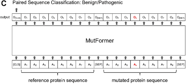 Figure 3 for MutFormer: A context-dependent transformer-based model to predict pathogenic missense mutations