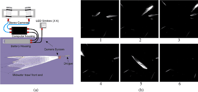 Figure 1 for Tracking Live Fish from Low-Contrast and Low-Frame-Rate Stereo Videos