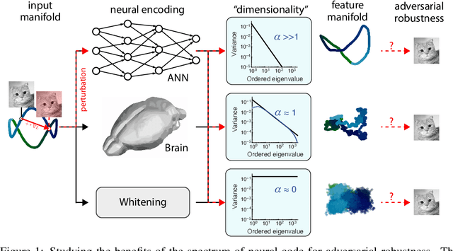 Figure 1 for On 1/n neural representation and robustness