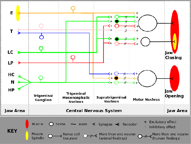 Figure 1 for Agent-based Exploration of Wirings of Biological Neural Networks: Position Paper