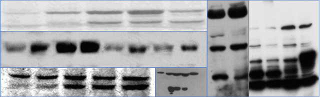 Figure 1 for Forensic Analysis of Synthetically Generated Scientific Images