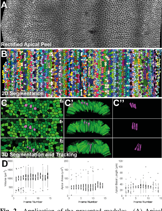 Figure 2 for Semi-Automatic Generation of Tight Binary Masks and Non-Convex Isosurfaces for Quantitative Analysis of 3D Biological Samples