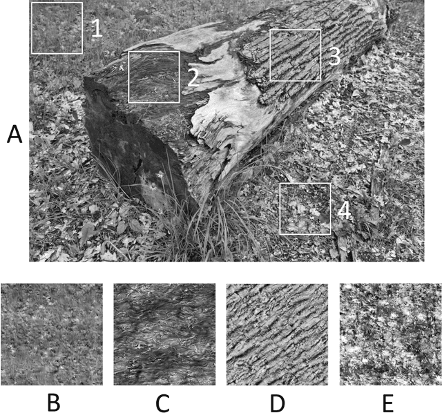 Figure 1 for A Generative Model of Natural Texture Surrogates