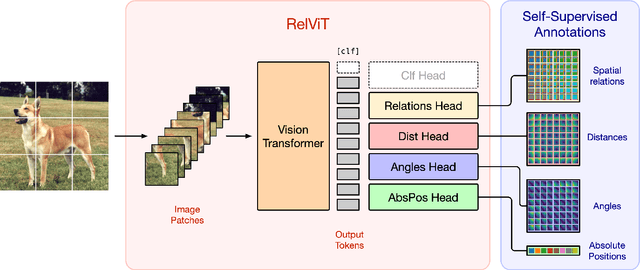 Figure 1 for Where are my Neighbors? Exploiting Patches Relations in Self-Supervised Vision Transformer