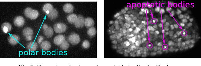 Figure 4 for Tracking by weakly-supervised learning and graph optimization for whole-embryo C. elegans lineages