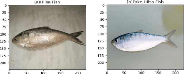 Figure 3 for Fake Hilsa Fish Detection Using Machine Vision