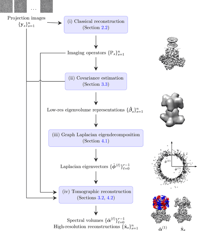 Figure 3 for Cryo-EM reconstruction of continuous heterogeneity by Laplacian spectral volumes