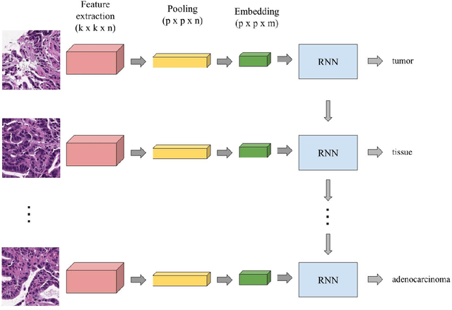 Figure 2 for Inference of captions from histopathological patches