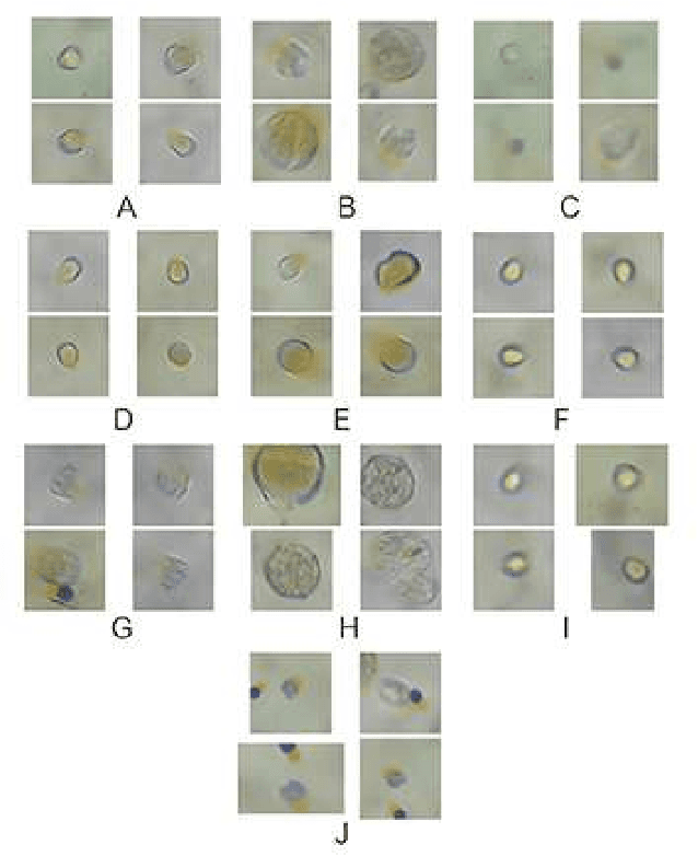 Figure 2 for Unsupervised Representations of Pollen in Bright-Field Microscopy