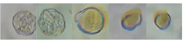 Figure 3 for Unsupervised Representations of Pollen in Bright-Field Microscopy
