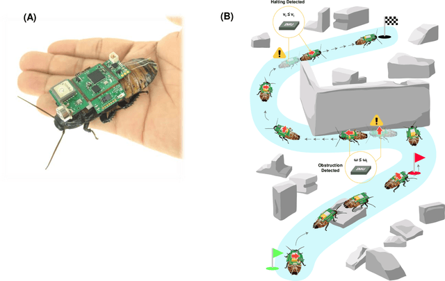 Figure 1 for Insect-Computer Hybrid System Capable of Autonomous Navigation and Human Detection in Unknown Environments