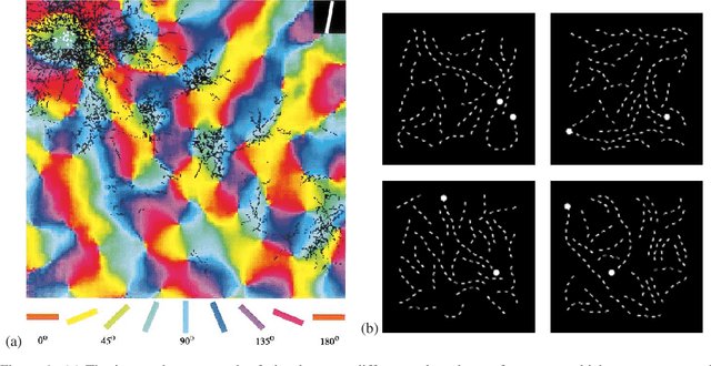 Figure 1 for Cyclic orthogonal convolutions for long-range integration of features