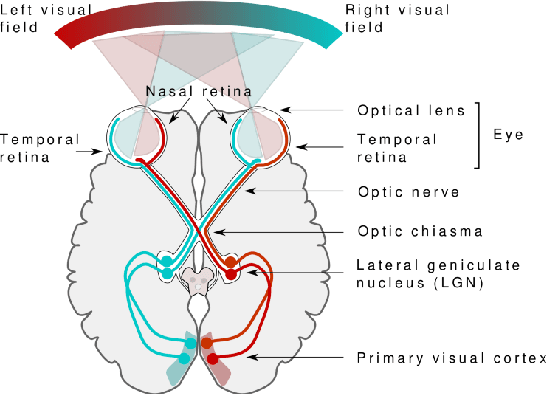 Figure 3 for Convolutional Neural Networks: A Binocular Vision Perspective