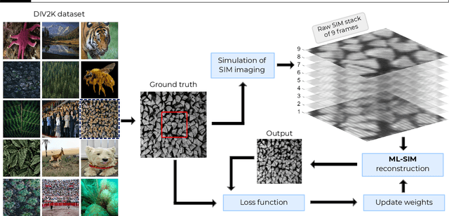 Figure 1 for ML-SIM: A deep neural network for reconstruction of structured illumination microscopy images