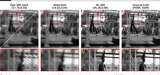 Figure 3 for ML-SIM: A deep neural network for reconstruction of structured illumination microscopy images