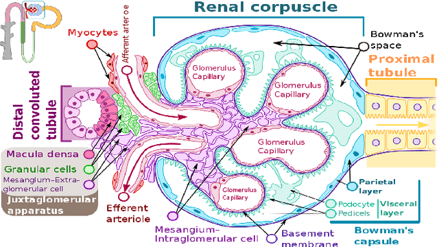 Figure 1 for To What Extent Does Downsampling, Compression, and Data Scarcity Impact Renal Image Analysis?