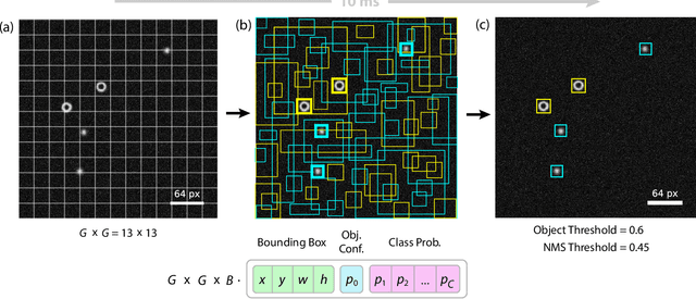 Figure 1 for Convolutional Neural Networks for Real-Time Localization and Classification in Feedback Digital Microscopy