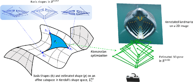Figure 1 for A Kendall Shape Space Approach to 3D Shape Estimation from 2D Landmarks