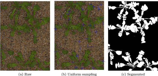 Figure 4 for A Public Image Database for Benchmark of Plant Seedling Classification Algorithms