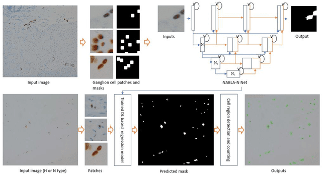 Figure 3 for GanglionNet: Objectively Assess the Density and Distribution of Ganglion Cells With NABLA-N Network