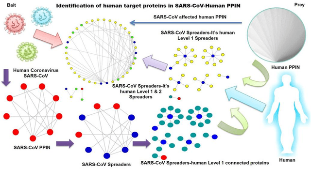 Figure 1 for Computational modeling of Human-nCoV protein-protein interaction network