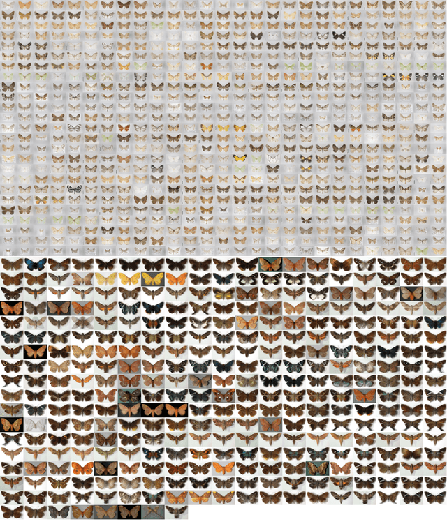 Figure 3 for Fine-grained Recognition Datasets for Biodiversity Analysis