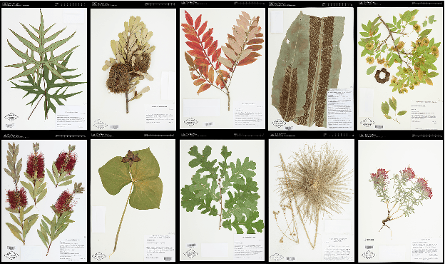 Figure 3 for The Herbarium 2021 Half-Earth Challenge Dataset