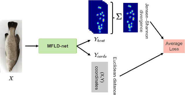 Figure 2 for A lightweight Transformer-based model for fish landmark detection