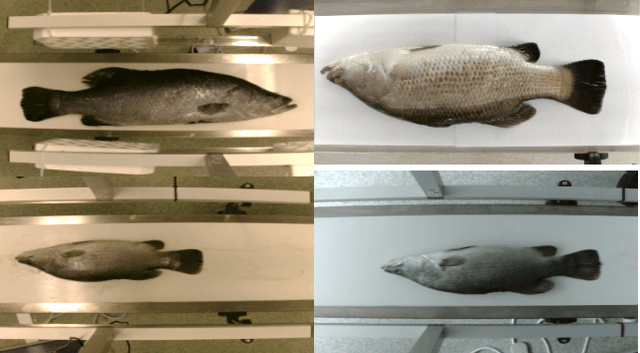 Figure 3 for A lightweight Transformer-based model for fish landmark detection