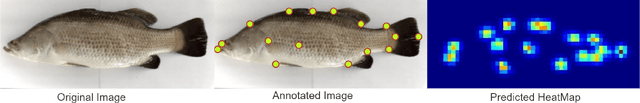 Figure 4 for A lightweight Transformer-based model for fish landmark detection