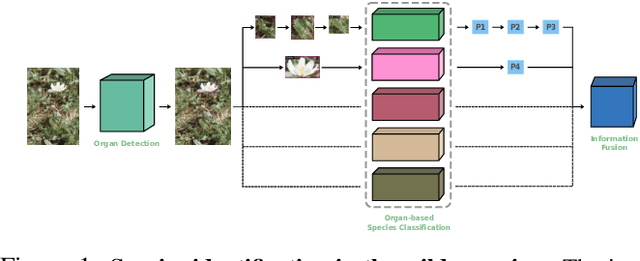 Figure 1 for Fine-Grained Visual Classification of Plant Species In The Wild: Object Detection as A Reinforced Means of Attention