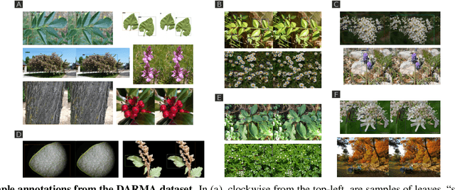 Figure 2 for Fine-Grained Visual Classification of Plant Species In The Wild: Object Detection as A Reinforced Means of Attention