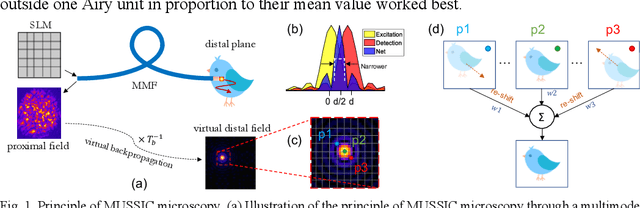 Figure 1 for Multiview Scattering Scanning Imaging Confocal Microscopy through a Multimode Fiber