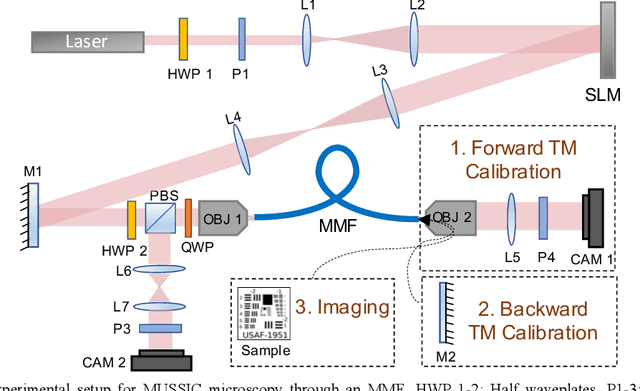 Figure 2 for Multiview Scattering Scanning Imaging Confocal Microscopy through a Multimode Fiber