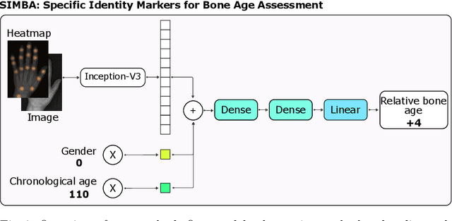 Figure 3 for SIMBA: Specific Identity Markers for Bone Age Assessment