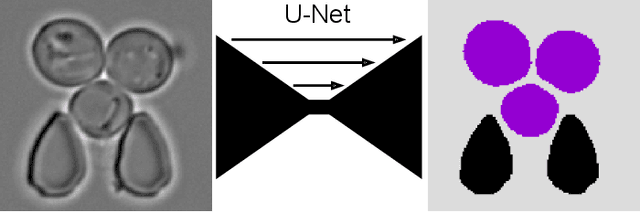 Figure 1 for Multiclass Yeast Segmentation in Microstructured Environments with Deep Learning