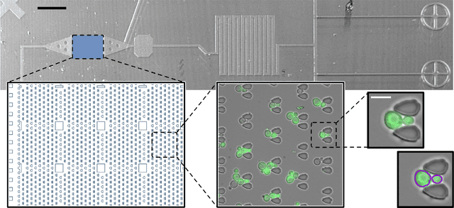 Figure 4 for Multiclass Yeast Segmentation in Microstructured Environments with Deep Learning