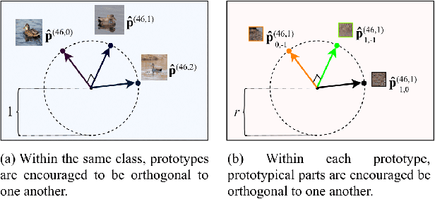 Figure 3 for Deformable ProtoPNet: An Interpretable Image Classifier Using Deformable Prototypes