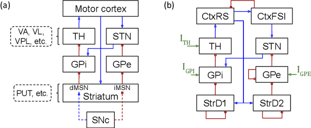 Figure 1 for A Data-Driven Biophysical Computational Model of Parkinson's Disease based on Marmoset Monkeys