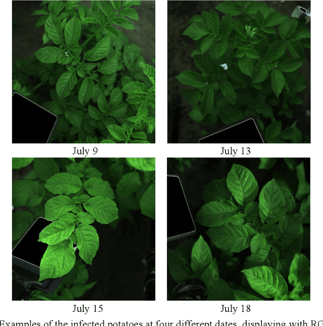 Figure 1 for In-field early disease recognition of potato late blight based on deep learning and proximal hyperspectral imaging