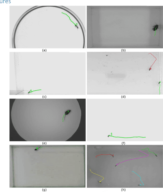 Figure 1 for ToxTrac: a fast and robust software for tracking organisms